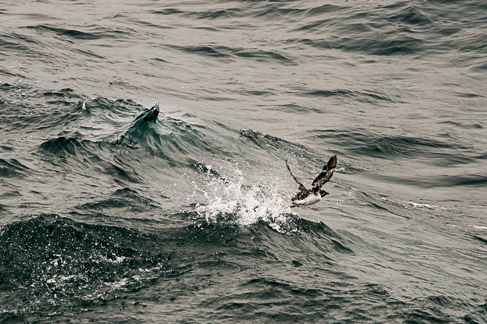 north atlantic odyssey 2018 024 20180703 1477193535