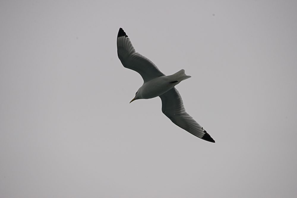 north atlantic odyssey 2018 11 20180626 2030058128