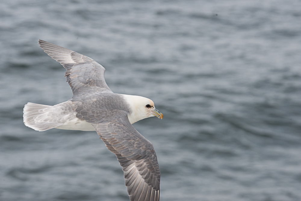 north atlantic odyssey 2018 66 20180703 1545984825